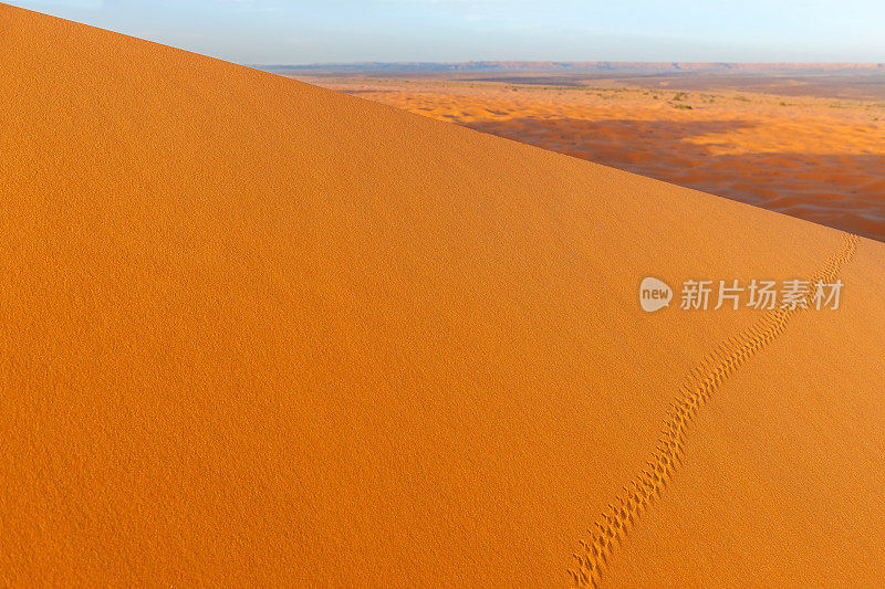 沙漠上的动物足迹，Erg Chebbi沙漠，Merzouga，摩洛哥，非洲